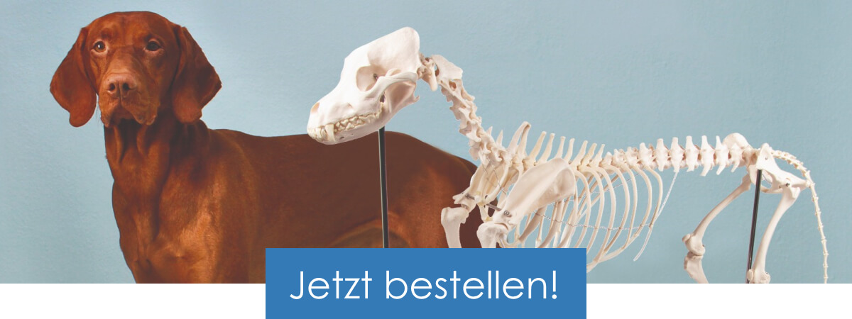 Erler-Zimmer & HeineScientific Anatomiemodelle für die Veterinärmedizin