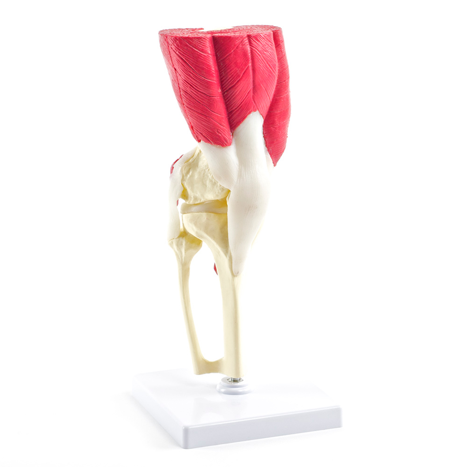 Anatomiemodelle, Skelettmodelle, Hüfte, Knie, Bein