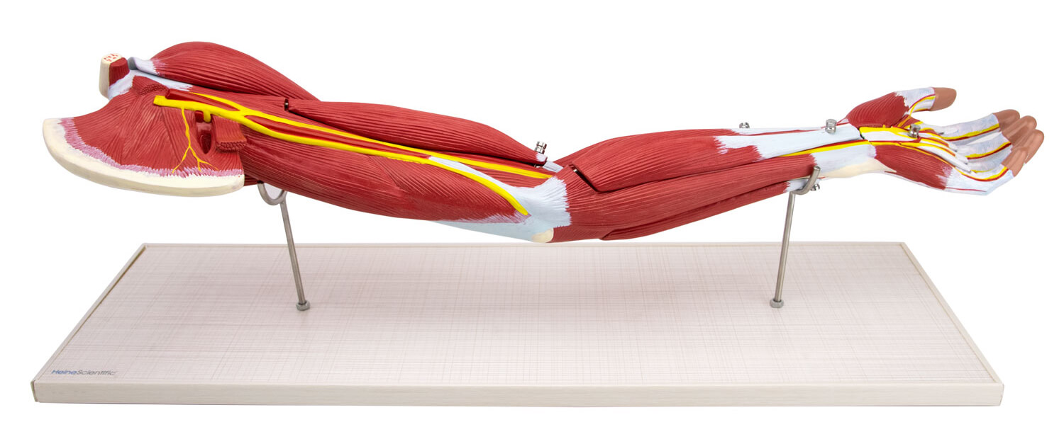 Anatomie- und Skelettmodelle | Schulter, Arm und Hand