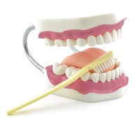 Dentalanatomie-Modelle