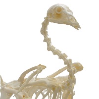 HeineScientific Erler-Zimmer Anatomiemodelle für Veterinärmedizin