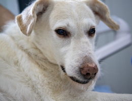 Veterinärmedizin Tierheilkunde