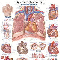 Erler-Zimmer anatomische Lehrtafeln für Humanmedizin, Dentalmedizin, Veterinärmedizin