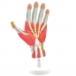 Preview: HeineScientific | Handmodell (H130273)