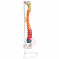 Preview: Erler-Zimmer | didaktische, flexible Wirbelsäule (A252) Becken Lendenwirbel Spinalnerven
