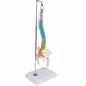 Preview: Erler-Zimmer | didaktische Miniwirbelsäule (A253) Becken Lendenwirbel Spinalnerven