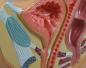 Preview: Erler-Zimmer | weibliche Beckenschnitt (H220)