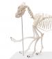 Preview: ERLER-ZIMMER | Hundeskelett OLAF (VET1700)