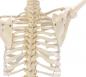 Preview: Erler-Zimmer | menschliches Skelett WILLI (3001) Skelettmodell Schulskelett
