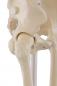 Preview: Erler-Zimmer | menschliches Skelett WILLI (3001) Skelettmodell Schulskelett