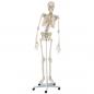 Preview: Erler-Zimmer | Skelett HUGO (3014) Schulskelett Skelettmodell Therapieskelett