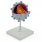Preview: HeineScientific | HIV-Virusmodell (H130499)