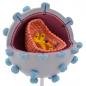 Preview: HeineScientific | HIV-Virusmodell (H130499)