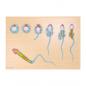 Preview: HeineScientific | Spermienentwicklung (H139030)