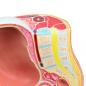 Preview: HeineScientific | Schwangerschaftsmodell 40. SSW (H139040)