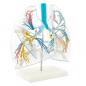 Preview: HeineScientific | Lungenmodell transparent  (H130249)