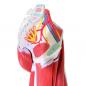 Preview: HeineScientific | Muskelmodell Bein (H139012)