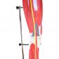 Preview: HeineScientific | Muskelmodell Bein (H139012)