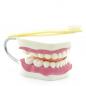 Preview: HeineScientific Zahnpflegemodell mit Zahnbürste (H130372)