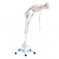Preview: HeineScientific | flexibles Skelett (H130985)