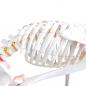 Preview: HeineScientific | flexibles Skelett (H130985)