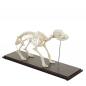 Preview: HeineScientific | echtes Hundeskelett (H190054)