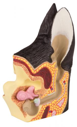 Hundeohr (gesund / krank)