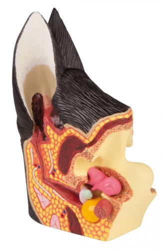 Preview: ERLER-ZIMMER | Hundeohr (VET1210)