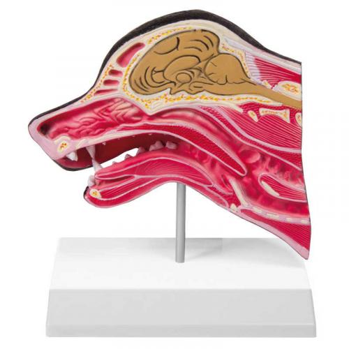 Hundekopf (Medianschnitt)