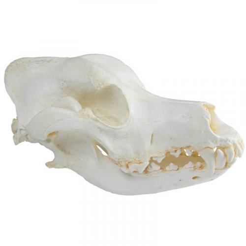 Hundeschädel (Schäferhund)