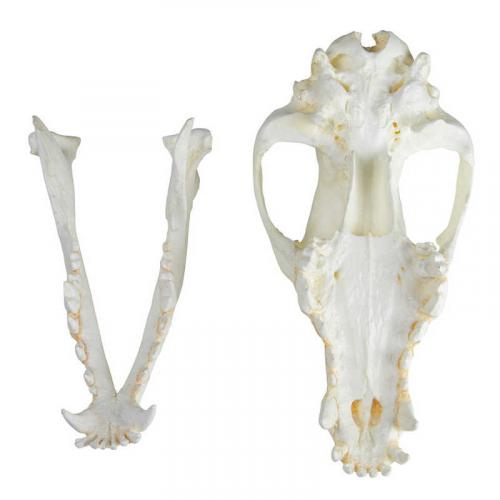 Preview: ERLER-ZIMMER | Hundeschädel (VET2015)