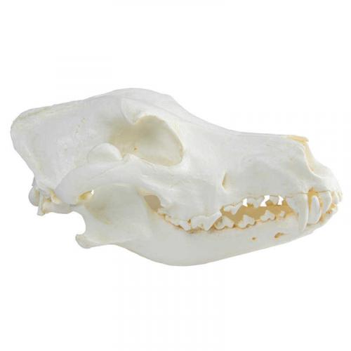 Hundeschädel (Dogge)