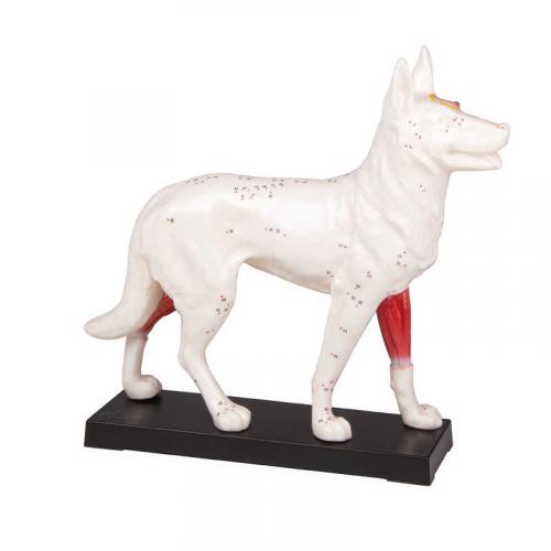 Akupunkturmodell Hund