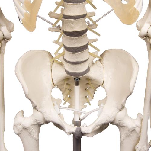 Erler-Zimmer | Skelett Hugo (3014) Schulskelett Skelettmodell Therapieskelett