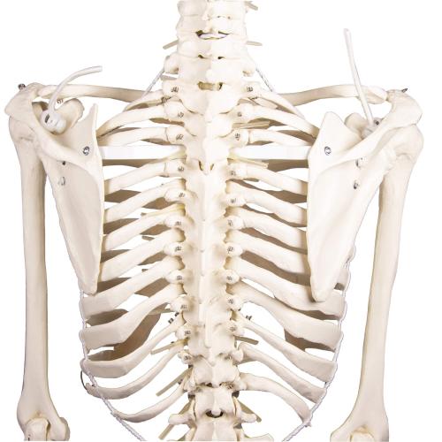 Erler-Zimmer | Skelett Hugo (3014) Schulskelett Skelettmodell Therapieskelett