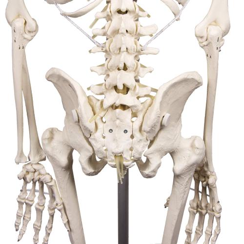 Erler-Zimmer | Skelett Hugo (3014) Schulskelett Skelettmodell Therapieskelett