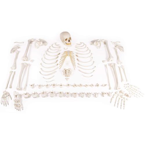 unmontiertes Skelett (Knochensammlung)