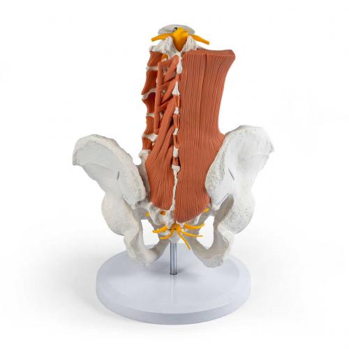 Preview: Erler-Zimmer | männliches Becken LWS Lendnemuskel (4044)