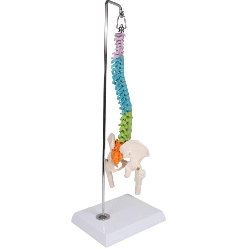 Erler-Zimmer | didaktische Miniwirbelsäule (A253) Becken Lendenwirbel Spinalnerven