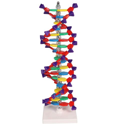 DNA Doppelhelix