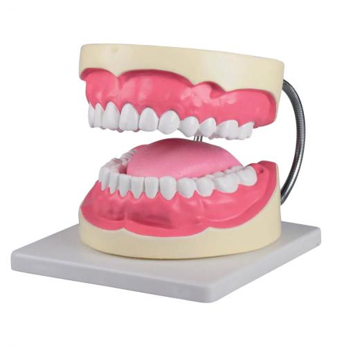 ERLER-ZIMMER | Zahnpflegemodell (D216)