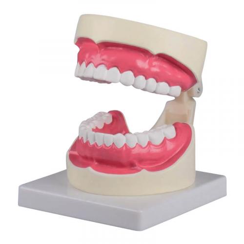 Zahnpflegemodell mit Zahnbürste