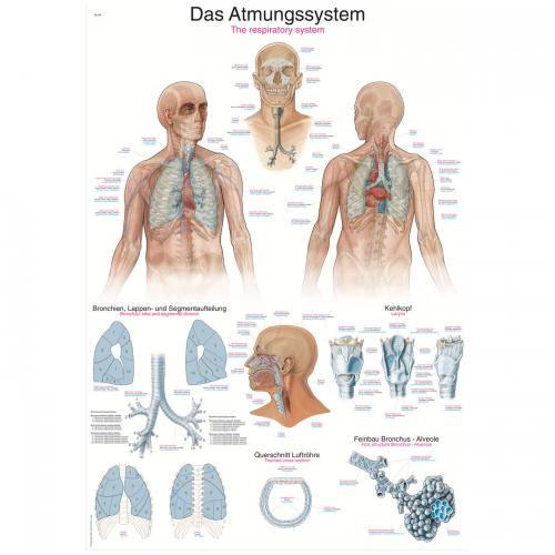 Lehrtafel Atmungssystem (70 x 100)
