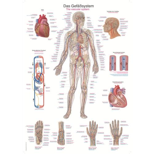 Lehrtafel Gefäßsystem (70 x 100)