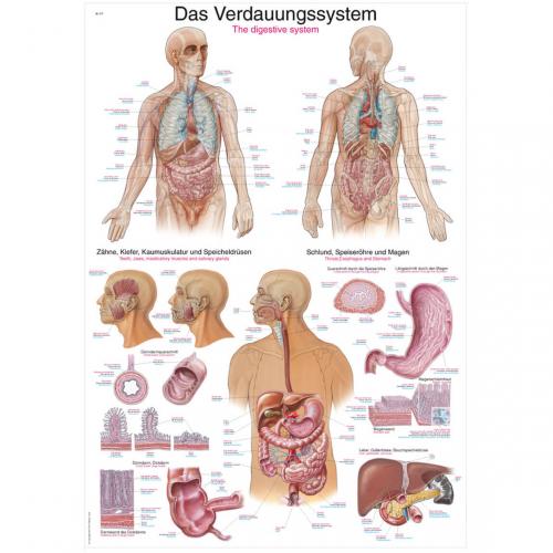 Lehrtafel Verdauungssystem (50 x 70)