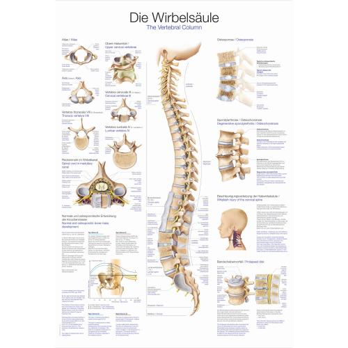 Lehrtafel Wirbelsäule (50 x 70)