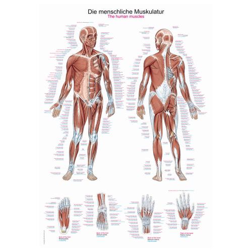 Lehrtafel menschliche Muskulatur (50 x 70)