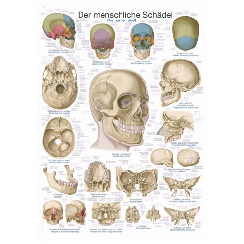 Lehrtafel Schädel (50 x 70)