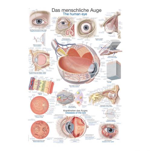 Lehrtafel menschliches Auge (50 x 70)