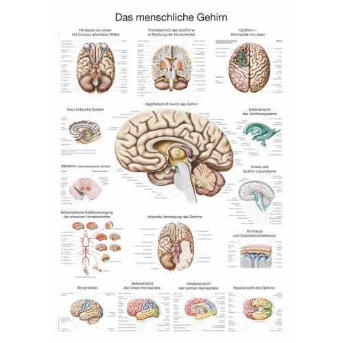 Lehrtafel menschliches Gehirn (50 x 70)